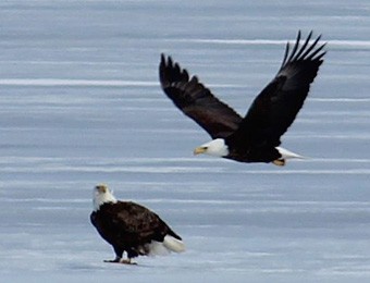 Eagles on Black Lake